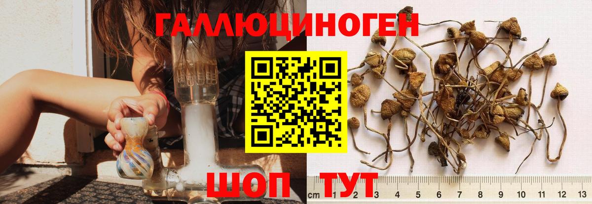 Псилоцибиновые грибы GOLDEN TEACHER  Вход с VPN  Зеленогорск 